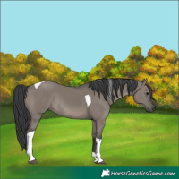 Horse Color:Grullo Tobiano Rabicano 