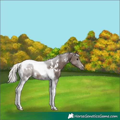 Horse Color:White Spotted Silver Black Tobiano 