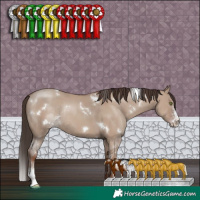 Horse Color:White Spotted Classic Champagne Dun Sabino Rabicano 