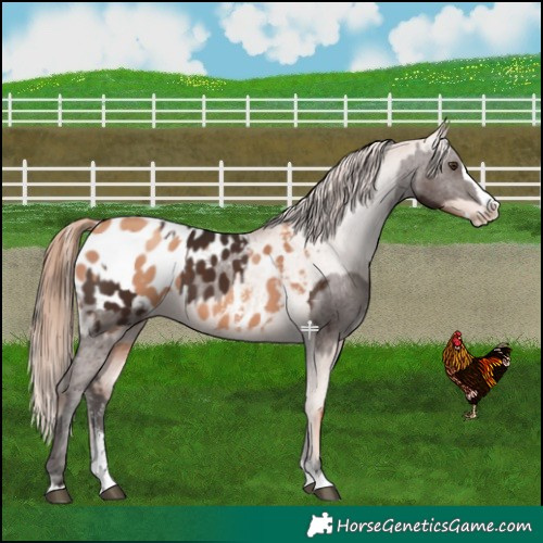 Horse Color:Liver Chestnut Sabino Splash Blanket  and Gold Champagne Sabino Splash Blanket 