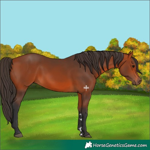 Horse Color:Bay 
