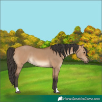 Horse Color:Bay Dun 
