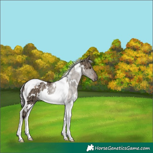 Horse Color:White Spotted Silver Brown Ice Dun Tobiano 