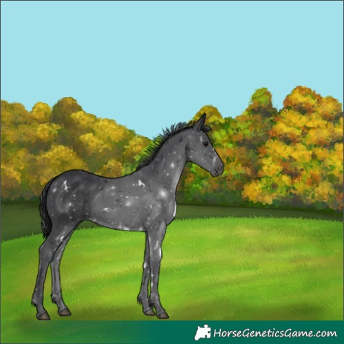 Horse Color:White Spotted Black Rabicano 