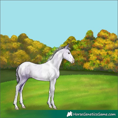 Horse Color:Watercolor Silver Brown Sabino Tobiano 