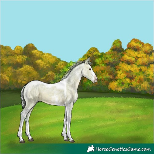 Horse Color:Watercolor White Spotted Silver Brown Ice Dun Tobiano 