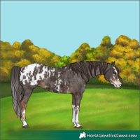 Horse Color:Liver Chestnut Sabino Splash Appaloosa  and Liver Chestnut Sabino Splash Appaloosa 