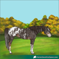 Horse Color:Liver Chestnut Sabino Splash Appaloosa and Liver Chestnut Sabino Splash Appaloosa