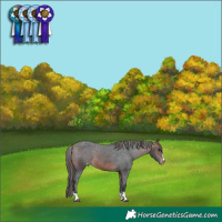 Horse Color:Bay Varnish 