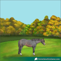 Horse Color:Bay Appaloosa