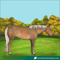Horse Color:Chocolate Palomino 