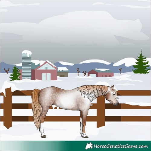 Horse Color:Gray Chestnut Tobiano 