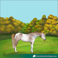 Horse Color:Gray Chestnut Tobiano Rabicano 