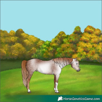 Horse Color:Gray Chestnut Tobiano Rabicano