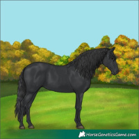 Horse Color:Black 