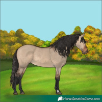 Horse Color:Bay Dun