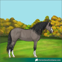 Horse Color:Grullo 