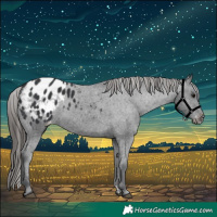 Horse Color:Black Appaloosa 
