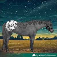 Horse Color:Black Appaloosa 