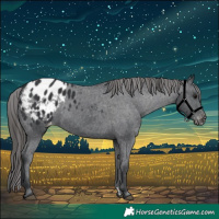 Horse Color:Black Appaloosa