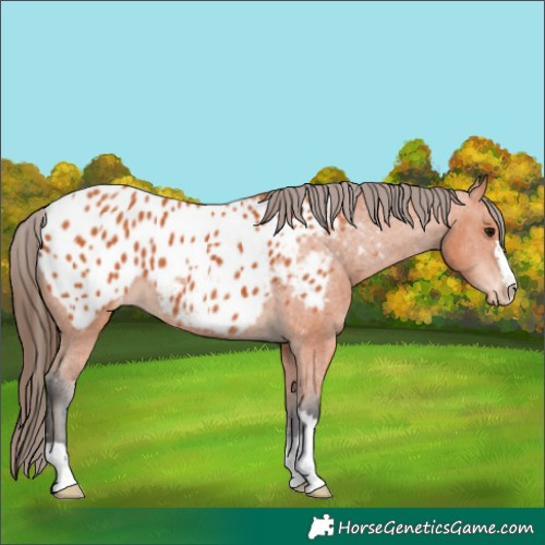 Horse Color:Bay Appaloosa 