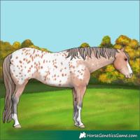 Horse Color:Bay Appaloosa 