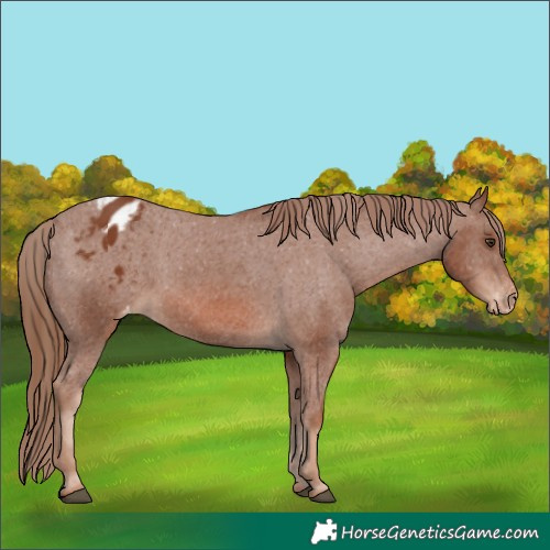 Horse Color:Chestnut Blanket 