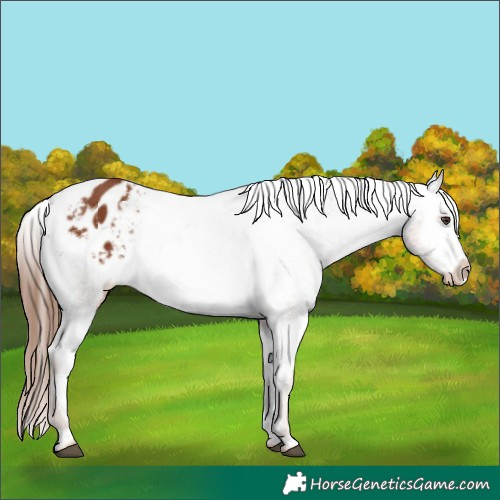 Horse Color:Chestnut Appaloosa 