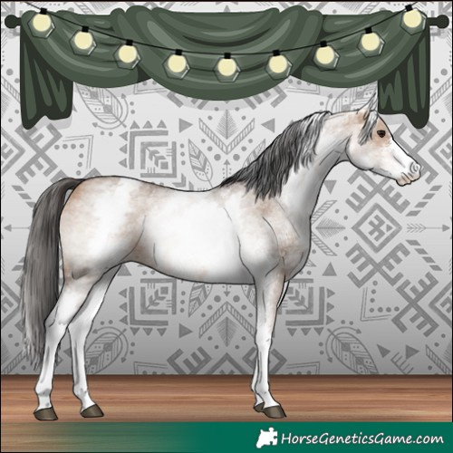 Horse Color:White Spotted Bay Dun Sabino 