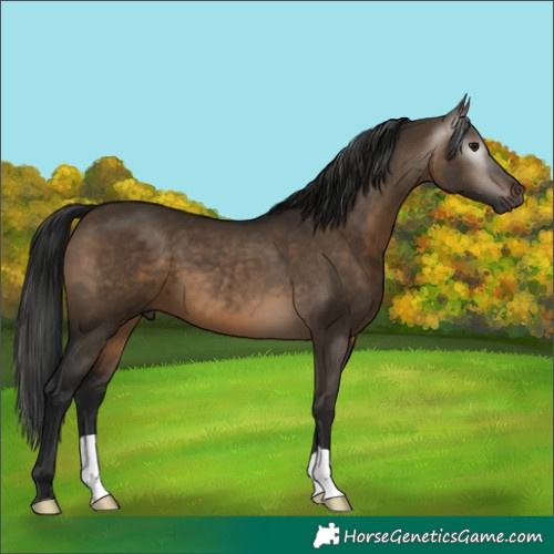 Horse Color:Gray Brown Dun 