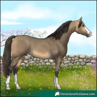 Horse Color:Buckskin Dun 