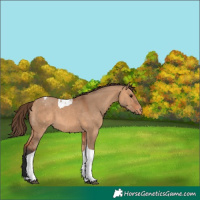 Horse Color:Bay Dun Tobiano Varnish