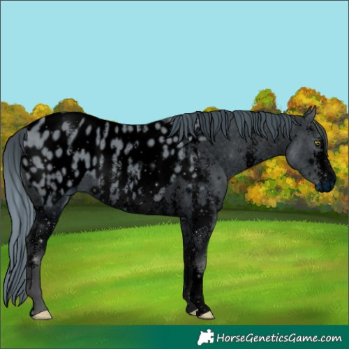 Horse Color:ERROR: UNKNOWN ANOMALY