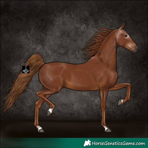 Horse Color:Gray Chestnut 