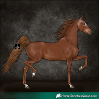 Horse Color:Gray Chestnut 
