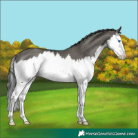 Horse Color:Grullo Splash Rabicano 