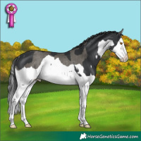 Horse Color:Black Splash Rabicano and Grullo Splash Rabicano