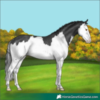 Horse Color:Black Splash Rabicano 