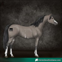 Horse Color:Grullo Sabino Rabicano 