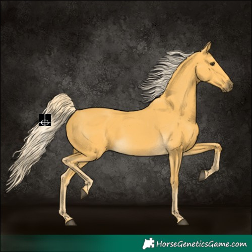 Horse Color:Palomino Rabicano 