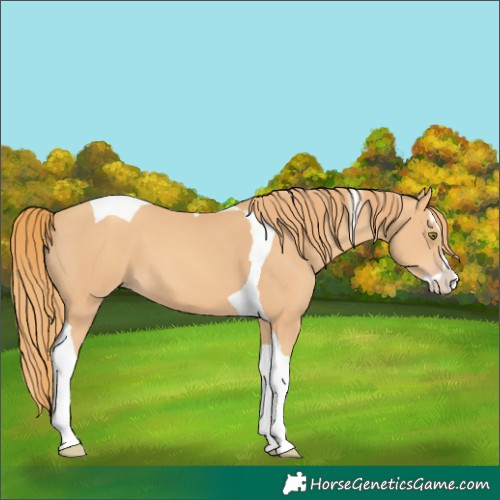Horse Color:Gold Champagne Splash Tobiano