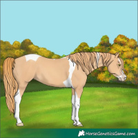 Horse Color:Gold Champagne Splash Tobiano 