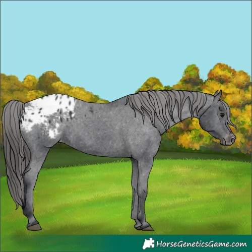 Horse Color:Black Appaloosa Rabicano