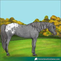 Horse Color:Black Appaloosa Rabicano 