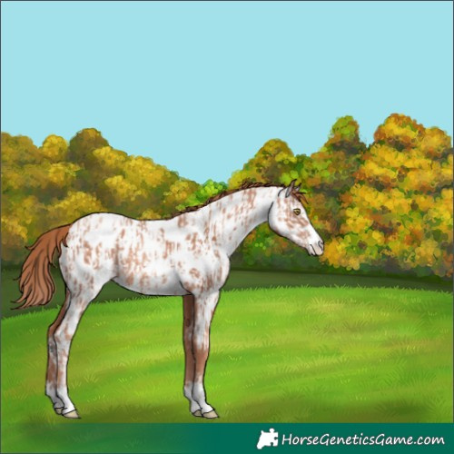 Horse Color:Gold Champagne Appaloosa  and Gold Champagne Appaloosa 