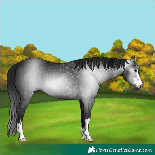 Horse Color:Gray Black 