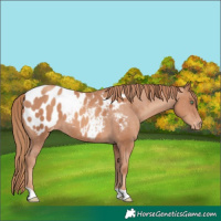 Horse Color:Gold Champagne Near Leopard 