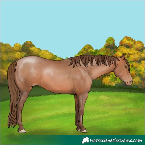 Horse Color:Brown Pearl 