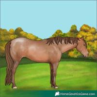 Horse Color:Brown Pearl 