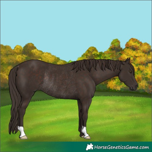 Horse Color:Liver Chestnut Rabicano 